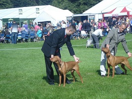 DogShowing1