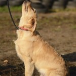 Dog Training Leicestershire