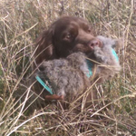 Findlay Gundog Training Leicester