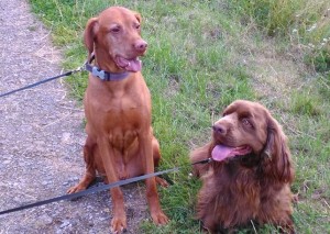 Dog Walking
