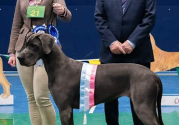 Mandy Cubitt and Bella, the Great Dane